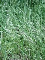 Brome des toits - Bromus tectorum (prise a Lens, P-de-C)(3)